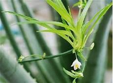 血兰花电影