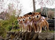 柴犬笑起来的图片
