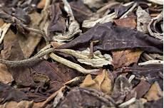 白山茶百度网盘