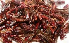 油炸蚂蚱的正确吃法