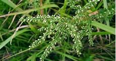 民间用白花臭草